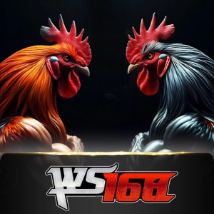 Ws168 Sabung - KINGBET189